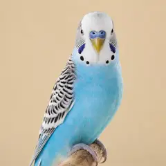 Birds veterinary care
