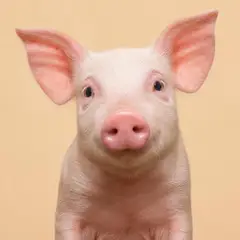 Pigs veterinary care